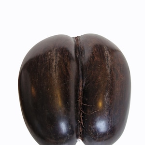 Op de afbeelding: Een grote, donkerbruine coco de mer-zaad, ook wel dubbele kokosnoot genoemd, tegen een witte achtergrond. De zaad heeft een glad, glanzend oppervlak met een duidelijke spleet en vezelachtige strengen.