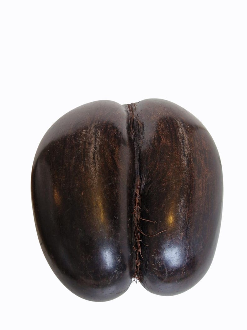 Op de afbeelding: Een grote, donkerbruine coco de mer-zaad, ook wel dubbele kokosnoot genoemd, tegen een witte achtergrond. De zaad heeft een glad, glanzend oppervlak met een duidelijke spleet en vezelachtige strengen.