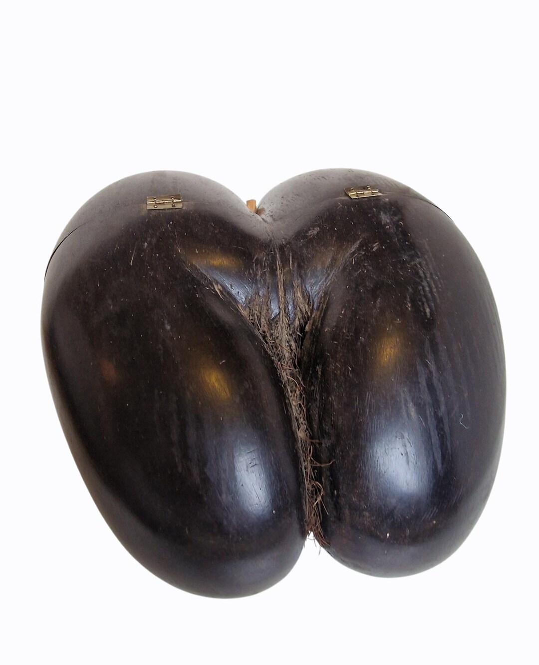 Polished Coco de Mer – Seychellen dubbele kokosnoot met verborgen ...