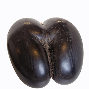 Op de afbeelding: Een donkerbruin, dubbel gelobd object met een glad, gepolijst oppervlak. De twee helften zijn verbonden door een natuurlijke vezel en verbonden met kleine messing scharnieren. Het object heeft een unieke, organische vorm, tegen een witte achtergrond.