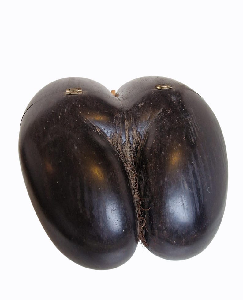 Op de afbeelding: Een donkerbruin, dubbel gelobd object met een glad, gepolijst oppervlak. De twee helften zijn verbonden door een natuurlijke vezel en verbonden met kleine messing scharnieren. Het object heeft een unieke, organische vorm, tegen een witte achtergrond.