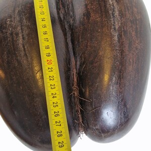 Op de afbeelding: Een grote, donkerbruine zaadpeul met een gele meetlint ernaast. De tape toont een meting van ongeveer 76 cm. De zaadpeul heeft een glad, glanzend oppervlak en een natuurlijke, organische uitstraling.