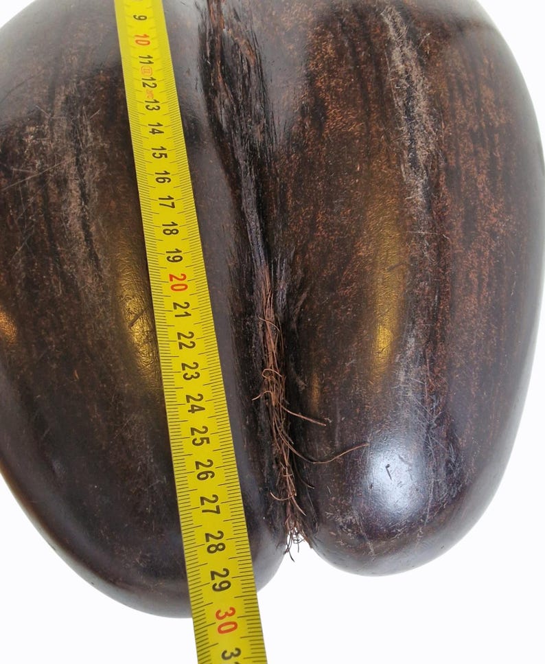 Op de afbeelding: Een grote, donkerbruine zaadpeul met een gele meetlint ernaast. De tape toont een meting van ongeveer 76 cm. De zaadpeul heeft een glad, glanzend oppervlak en een natuurlijke, organische uitstraling.