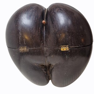 Op de afbeelding: Een donkerbruine houten doos met een unieke, organische vorm. De doos is scharnierend met messing hardware en heeft een kleine houten pen. Het oppervlak heeft een natuurlijk houtnerfpatroon.