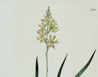 Impresión botánica antigua LANCASHIRE BOG ASPHODEL Baxter Grabado vintage 1836