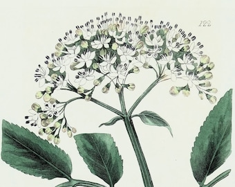 Antique Botanical Print SAMBUCUS EBULUS  Dwarf Elder Baxter Vintage Engraving 1835