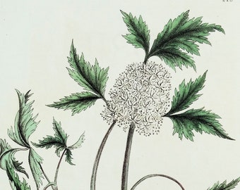 Antique Botanical Print ACTAEA HERB CHRISTOPHER Baxter Vintage Engraving 1837