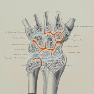 Antique Anatomy Print HORIZONTAL Section DORSUM HAND  Original  Lithographed Print 1906