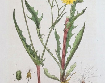 Antique Botanical  Print CREPIS VIRENS Baxter Antique Engraved Vintage Botanical  Flower Print 1840