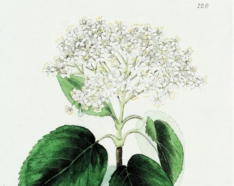 Antique Botanical Print VIBURNUM LANTANA Original Baxter Vintage Engraving 1835