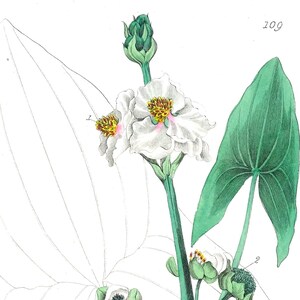 Op de afbeelding: Botanische illustratie van Sagittaria Sagittifolia, of pijlkruid, met witte bloemen met gele centra, groene bladeren en botanische details. De afbeelding bevat tekst die de plant en zijn oorsprong identificeert.
