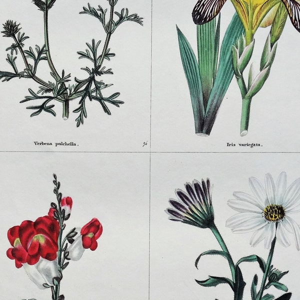 Antieke botanische print bloemen, VERBENA, IRIS, Cape DAISY originele vintage gravure 1831