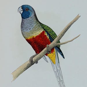 アンティーク オウムの版画 ブルー ボンネット インコ グリーン