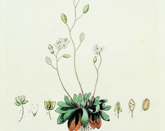 Antiker Botanischer Druck DRABA VERNA Withlow Grass Baxter Vintage Gravur 1835