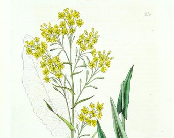 Impresión botánica antigua ISATIS DYER'S WOAD Baxter Original Vintage Flower Art 1836