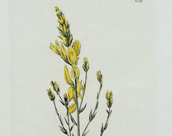 Impresión botánica antigua GENISTA DYER'S BROOM Baxter Original Vintage Flower Art 1834