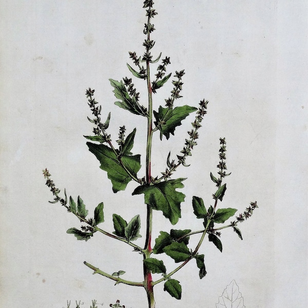 Botanical Print Etsy UK