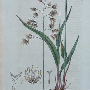 Antique Botanical  Print HIEROCHLOE HOLY GRASS Baxter Engraved Vintage Print 1835