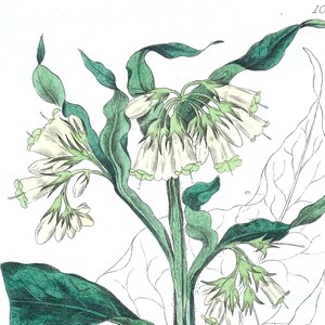 May include: Botanical illustration of a plant with white bell-shaped flowers and green leaves. The detailed drawing includes labeled diagrams of the plant's parts, with the number 101 in the upper right corner.