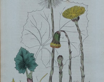 Antique Botanical  Print TUSSILAGO COLTSFOOT Baxter  Engraved Vintage   Flower Print 1834