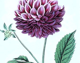 Original Antique Botanical Print DOUBLE FLOWERED DAHLIA  Curtis Engraving 1817