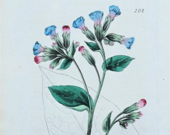 Antique Botanical  Print PULMONARIA   Baxter  Engraved Vintage  Flower Print 1834