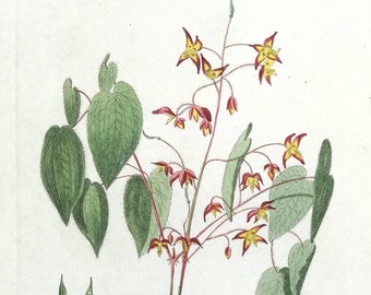 Gravure botanique ancienne EPIMEDIUM ALPINUM Baxter vintage 1835, gravure de fleurs