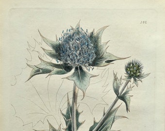 Antique Botanical  Print SEA HOLLY ERYNGIUM  Baxter Antique Engraved Vintage Botanical  Flower Print 1835