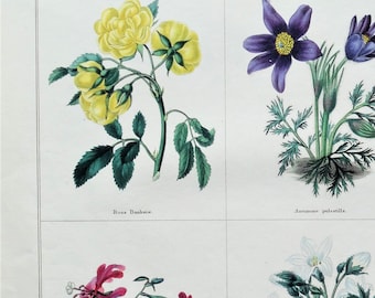 Antique Botanical Print FLOWERS, ROSA, CAMPANULA Original Vintage engraving 1831