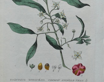 Impresión botánica antigua EUONYMUS SPINDLE TREE Baxter Impresión botánica antigua grabada de flores silvestres 1835