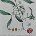 see more listings in the BOTANICAL/FLOWER Prints section