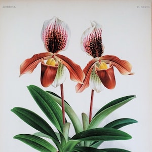 Antique Botanical Print ORCHID CYPRIPEDIUM OENANTHUM Linden Original Large  c1885