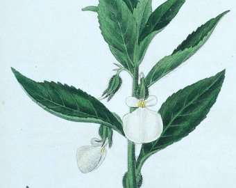 Original Antique Botanical Print WHITE IPECACUANHA Curtis  Hand Coloured  1823