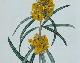 Original Antique Botanical Print OXYLOBIUM ARBORESCENS  Orig. Hand Coloured Curtis 1823
