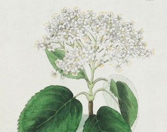 Antique Botanical Print VIBURNUM LANTANA Original Baxter Vintage Engraving 1835