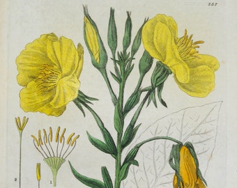 Antique Botanical Print OENOTHERA EVENING PRIMROSE Baxter Vintage Engraving 1837