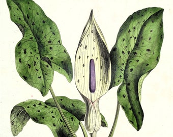 Antique Botanical Print ARUM MACULATUM Cuckoo Pint Curtis Flora Londinensis 1777