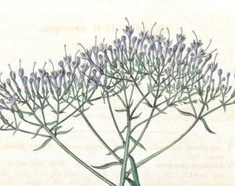 Blue Throatwort Etsy