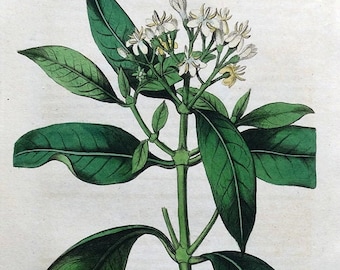 Original Antique Botanical Print PERFUMED WEBERA  Edwards  Vintage Plant Print 1816