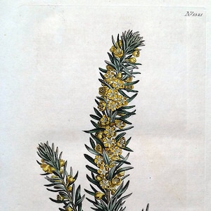 Antique Botanical Print CLUTIA ALATERNOIDES Narrow Leaved  Curtis Antique Hand Coloured Original Botanical Vintage print 1810