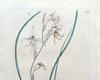 Original Antique Botanical Print GLADIOLUS EDULIS CORNFLAG  Edwards Vintage Engraving  1817