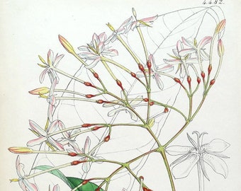 Antique Botanical Print IXORA LAXIFLORA Sierra Leone W.H. Fitch Vintage Flower Print 1849