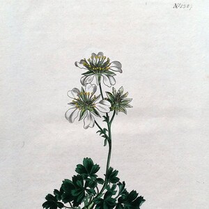 Antique Botanical Print POTENTILLA CLUSIANA CINQUEFOIL Curtis Antique Hand Coloured Botanical Vintage print 1810