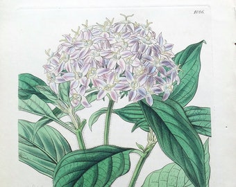 Antique Botanical Print Flowers PENTAS CARNEA CURTIS W.H.Fitch  Lithograph  1844