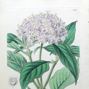 Antique Botanical Print Flowers PENTAS CARNEA CURTIS W.H.Fitch  Lithograph  1844