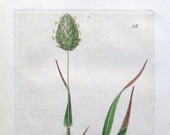 Antique Botanical  Print CANARY GRASS, Phalaris Canariensis, Baxter  Print 1834