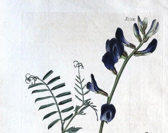Grabado Botánico Antiguo SAINT- FOIN VETCH ,Vicia Curtis Grabado Original 1821