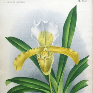 Antique Botanical Print ORCHID CYPRIDEDIUM INSIGNE Linden Antique Botanical Vintage Flower Print c1890