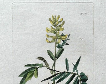 Antique Botanical Print ASTRAGALUS CANADENSIS Milk Vetch Curtis Vintage  c1810