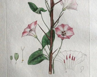 Antique Botanical  Print CONVOLVULUS MORNING GLORY  Baxter  Flower Print 1834